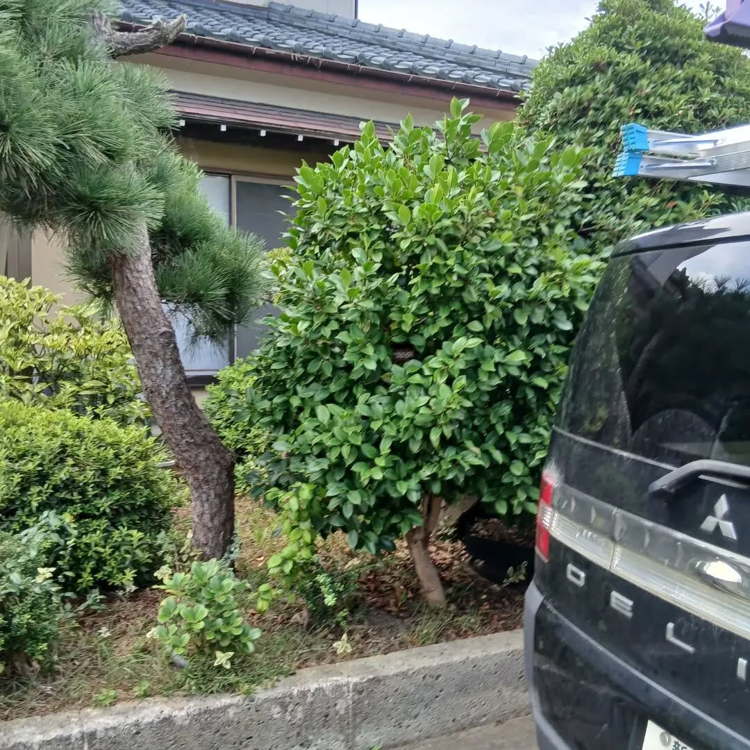 おはようございます！なじら家です！