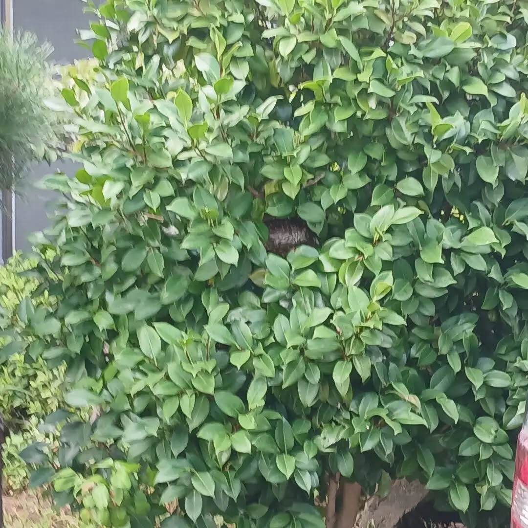 おはようございます！なじら家です！
