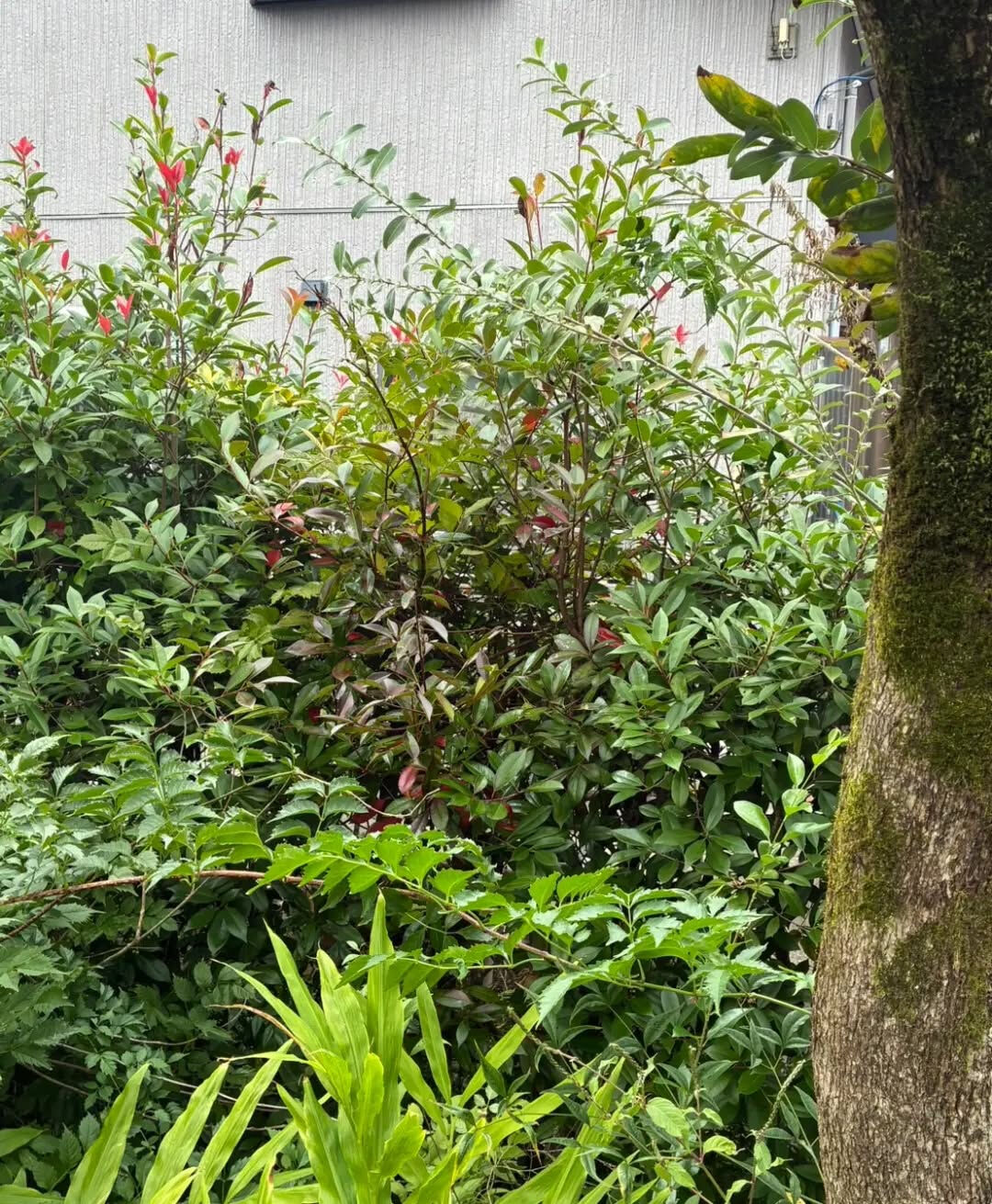 おはようございます！なじら家です！
